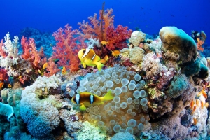 Diving Tours